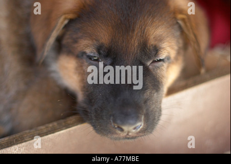 Sleeping pastore tedesco cucciolo Foto Stock