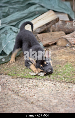 Pastore Tedesco cucciolo mordere su un bastone Foto Stock