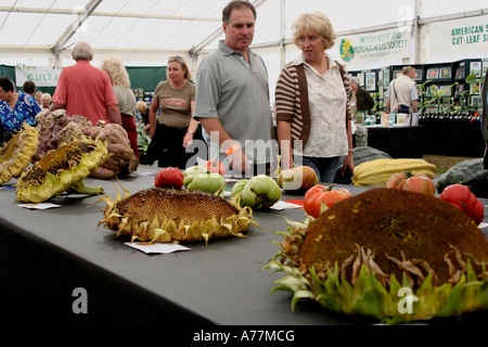 Incredibile sole gigante di fiori in mostra all'autunno malvern flower show, worcestershire 2006 Foto Stock