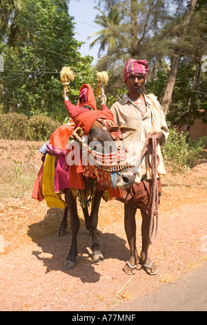 Un uomo locale con il suo colorato decorato sacro Sahiwal bull (bos indicus) dal lato della strada. Foto Stock