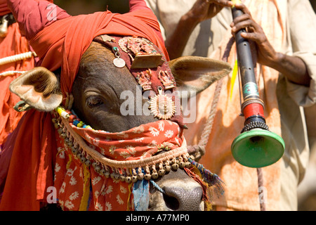 Un uomo indiano giocando un nadaswaram (oboe tipo) con il suo vivace decorate bull tradizionali di riproduzione di musica indiana per i turisti. Foto Stock