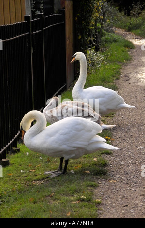 Cigni sul canal bank Foto Stock