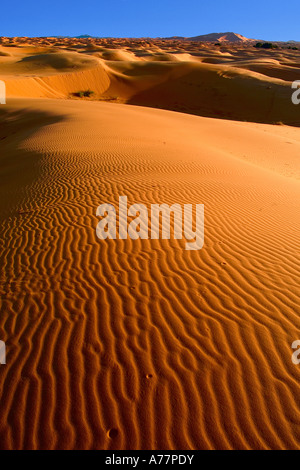 Erg Chebbi vicino a Merzouga Marocco Foto Stock