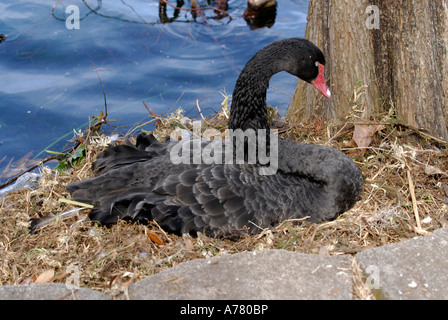 Black Swan su Nest Wildlife intorno al lago Eola Orlando in Florida Foto Stock
