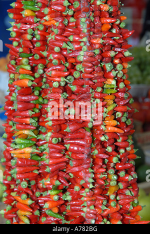 Appendere le stringhe di ROSSO PEPERONCINO Foto Stock