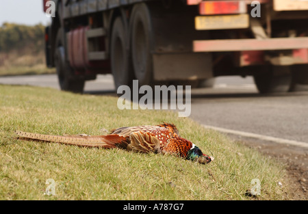 Il fagiano Roadkilled sulla A39 vicino a Camelford Cornwall Regno Unito Foto Stock