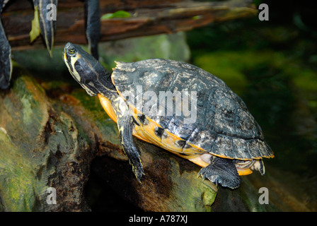 Le tartarughe marine sul display all'Acquario della Florida in Tampa Florida FL Foto Stock