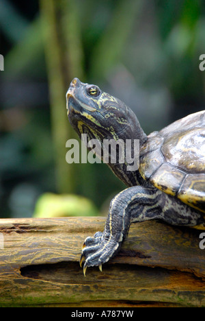 Le tartarughe marine sul display all'Acquario della Florida in Tampa Florida FL Foto Stock