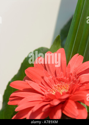Fiore rosso close up - Gerbera Gerbera jamesonii Foto Stock