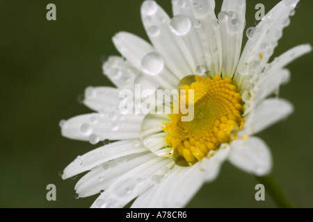 Oxeye daisy Leucanthemum vulgare ricoperto di fiori in acqua di rugiada scende Foto Stock