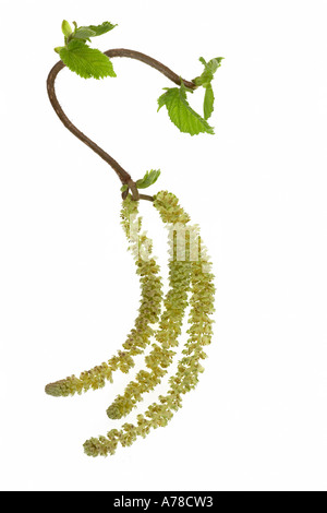 Corylus avellana Contorta amenti Foto Stock