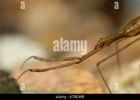 La grande acqua Stick insetto (Ranatra linearis) Foto Stock