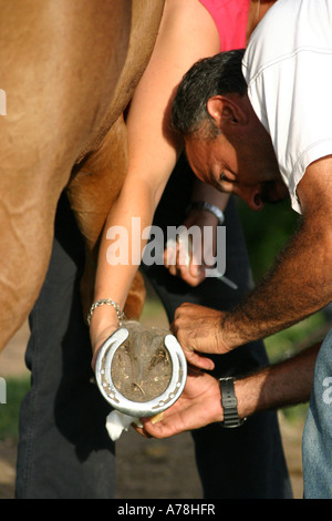 Il controllo veterinario piede di cavallo Foto Stock