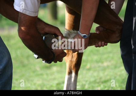 Il controllo veterinario piede di cavallo Foto Stock