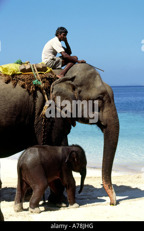 India Isole Andaman Havelock n. 1 villaggio mahout forestali su elefante femmina con il bambino Foto Stock