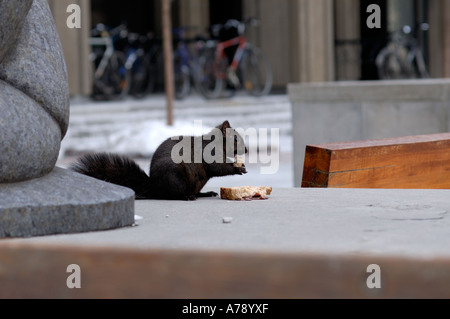 Scoiattolo nero mangia una gettata sandwich Foto Stock