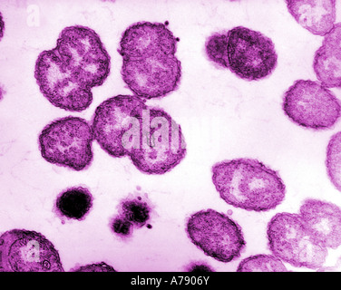 TEM X100.000 - Neisseria gonorrhoeae