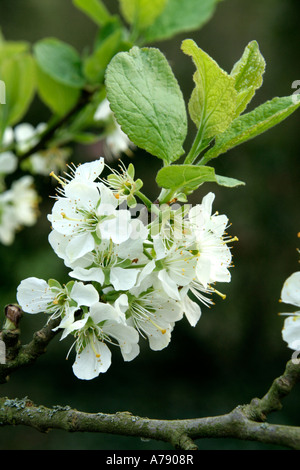 Prugna fiore dello Zar 15 Aprile Foto Stock