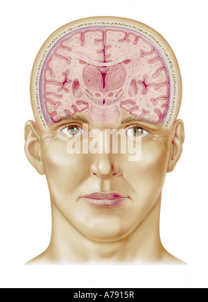 Una illustrazione di un cervello sezione trasversale Foto Stock