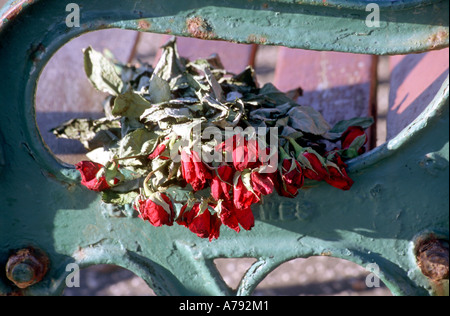 Sbiadita rose rosse su una panchina nel parco in memoria Foto Stock