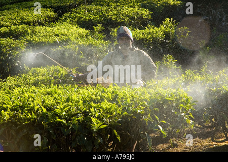 Un uomo spray piante di tè in India con pesticidi chimici Foto Stock