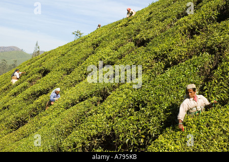 La gente di prelievo da foglie di piante di tè in colline di Munnar Kerala India del Sud Foto Stock