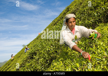 Le donne dipendenti raccolta di piante di tè in colline di Munnar Kerala India del Sud Foto Stock