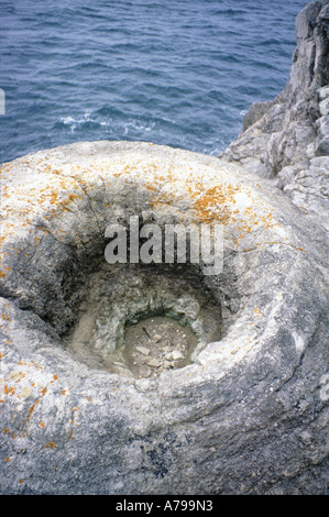 Dettaglio dei fossili preistorici .cycad presso la foresta fossile Lulworth Cove Dorset Inghilterra Foto Stock