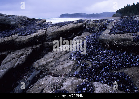 Le cozze si aggrappano alla roccia ad osare punto sulla West Coast Trail BC Foto Stock