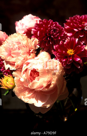 Peonie e dalie in vaso Foto Stock