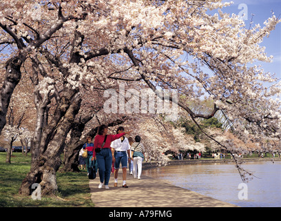 Fiori Ciliegio fodera Tidal Basin Washington DC USA Foto Stock