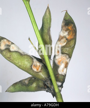 Antracnosi Colletotrichum acutatum micelio su Lupin pod Foto Stock