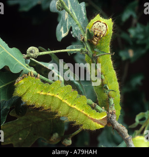 Rovere cinese o baco da seta tussar moth Antheraea pernyi bruchi in rovere danneggiato Foto Stock
