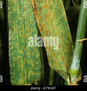 Marrone ruggine Puccinia hordei infezione e pustole sulle foglie di orzo Foto Stock