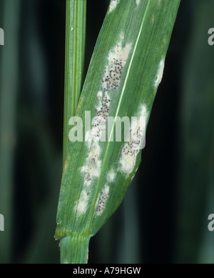 Muffa polverulenta (Erysiphe graminis f .sp. Tritici) micelio e clistothecia su una foglia di grano flagleaf Foto Stock