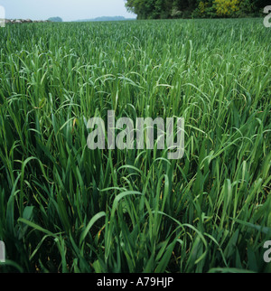 Blackgrass Alopecurus mvosuroides piante in un Immaturo grano raccolto Foto Stock