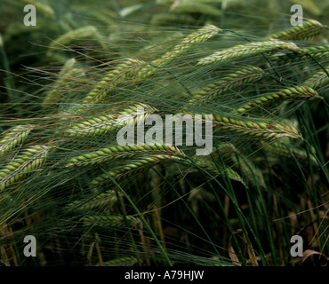Foglie chiazze secalis Rhychosporium lesioni su orzo acerbo orecchie Foto Stock