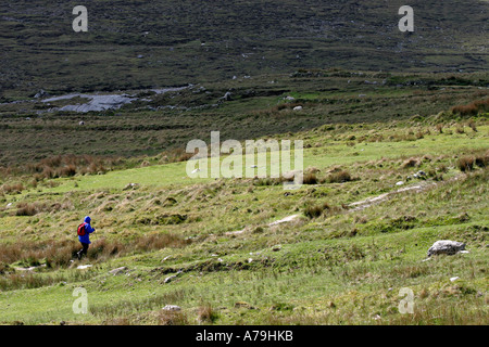 Determinato a piedi: una donna con il cofano fino a una giacca a vento blu e indossando un rosso zaino escursioni con bastone da passeggio attraverso un pascolo Foto Stock