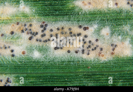 Muffa polverulenta (Erysiphe graminis f.sp. Tritici) mycelium clistothecia su una foglia di grano Foto Stock