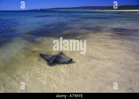 Eagle Ray stingray Aetobatus sp nelle limpide acque poco profonde di Hamelin Bay Foto Stock