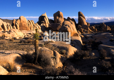 Parco nazionale di Joshua Tree Yucca brevifolia è un albero di piante monocotiledoni native gli Stati della California Arizona Utah e Nevada. Foto Stock