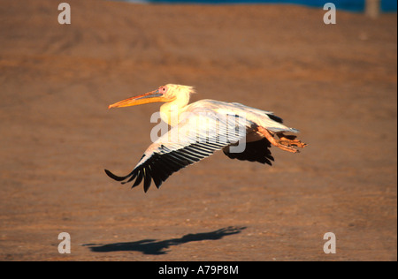 Pelican in volo Swakopmund Namibia Foto Stock