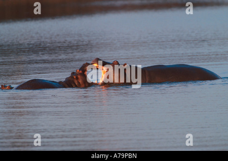 Ippopotamo Hippopotamus amphibius e vitello misurare fino alla dimensione di loro si apre Parco Nazionale Kruger Mpumalanga in Sudafrica Foto Stock