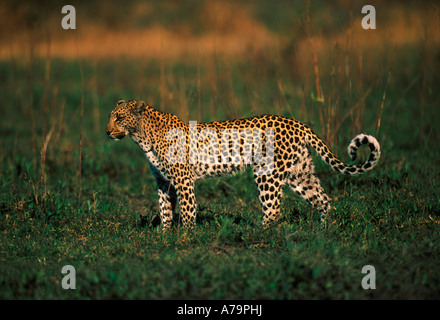 Femmina adulta leopard Okavango Delta Mombo Botswana Foto Stock