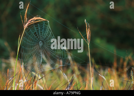 Spider Web tra gambi di erba con rugiada raccolti su di esso Parco Nazionale Kruger Mpumalanga in Sudafrica Foto Stock