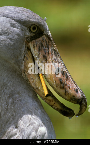 Una vista laterale verticale di un Shoebill con materiale di nidificazione nel suo becco Lake Victoria Entebbe in Uganda Foto Stock