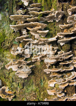 Il miele di funghi tree treemushroom Xylobiont sul legno della foresta di corteccia di germogliare la germogliazione è germogliato Foto Stock