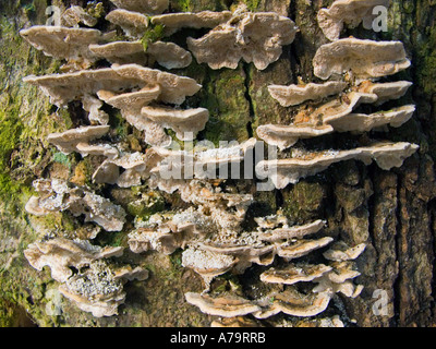 Fungo su legno della foresta di corteccia di germogliare la germogliazione è germogliato il miele funghi tree Xylobiont treemushroom Foto Stock