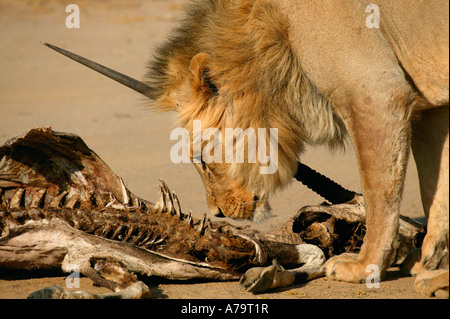 Un giovane biondo maschio maned lion sniffing vecchia gemsbok oryx carcassa nel deserto del Kalahari Foto Stock