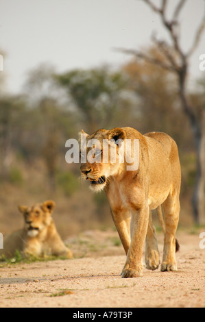 Un singolo leonessa a camminare verso la telecamera Sabi Sand Game Reserve Mpumalanga in Sudafrica Foto Stock